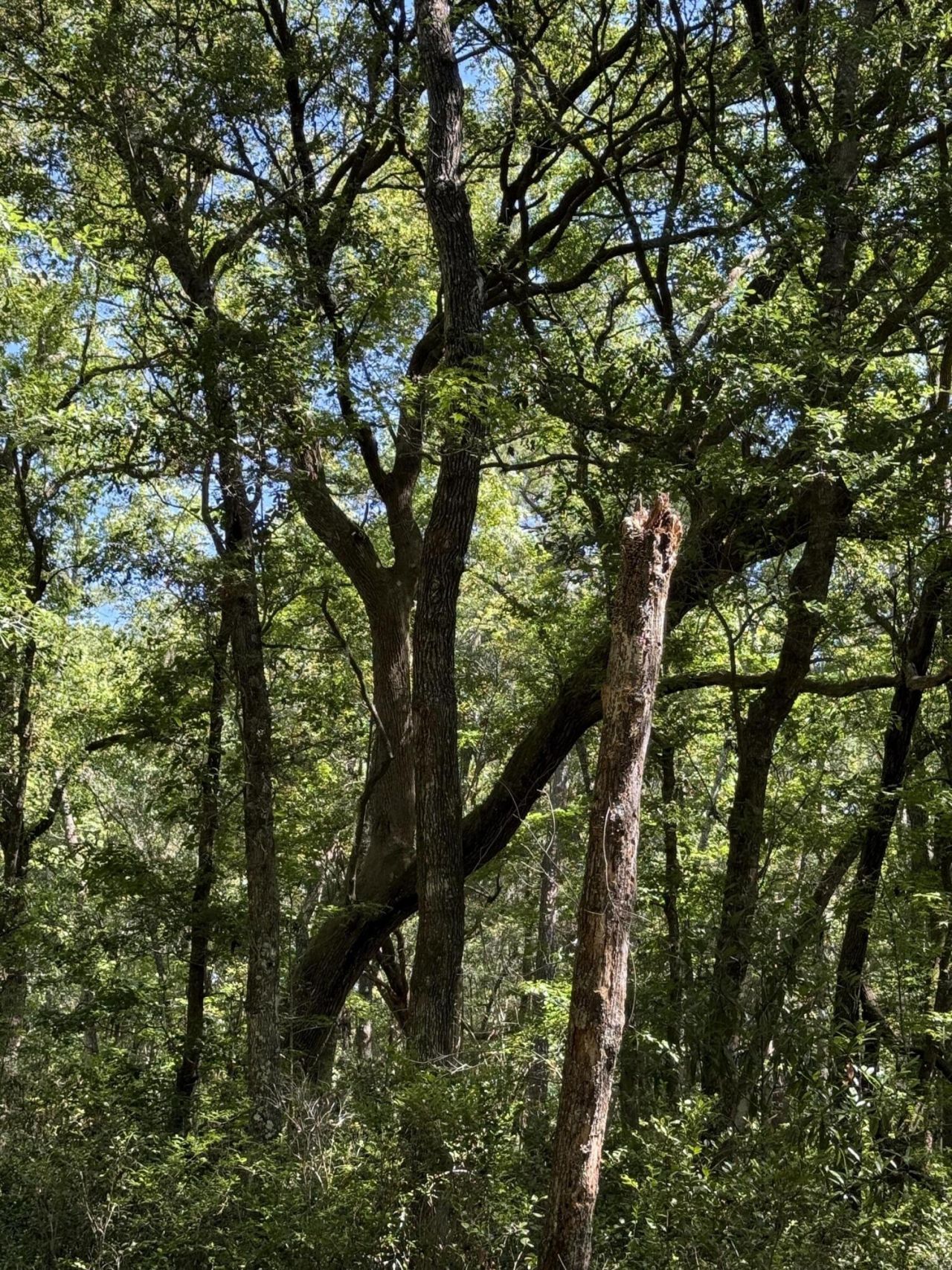0 Gnarled Oaks Lane Photo 28