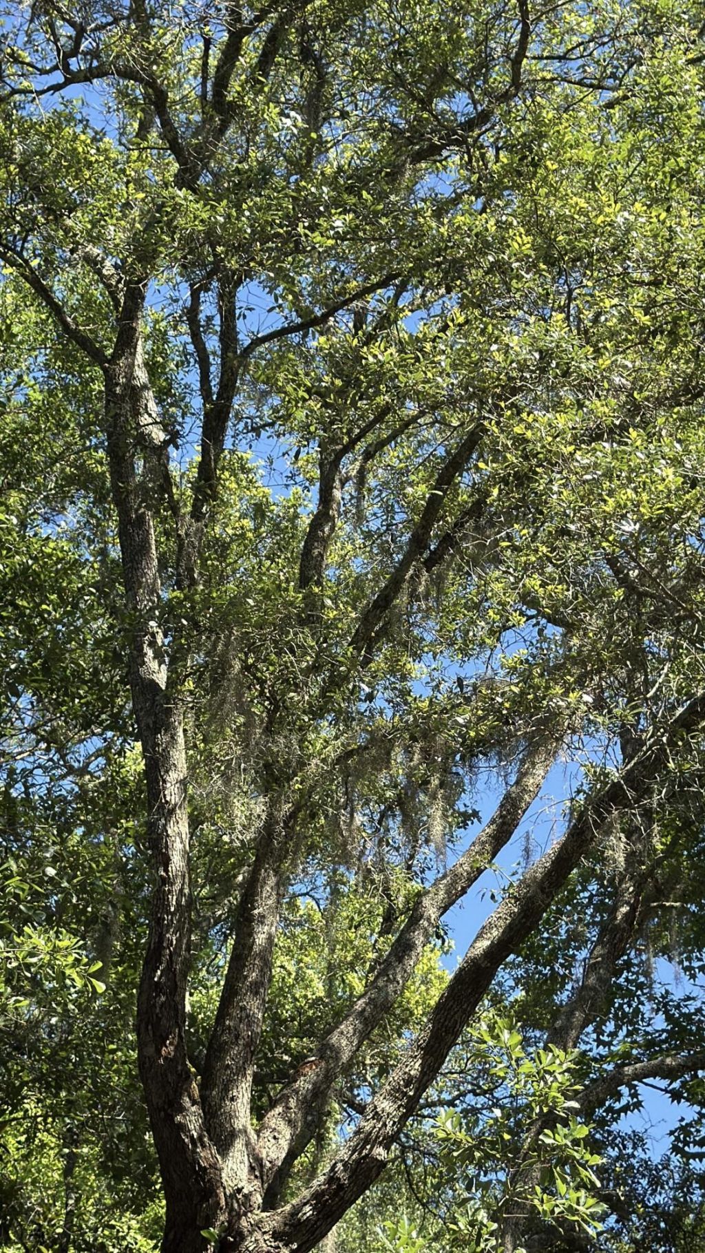 0 Gnarled Oaks Lane Photo 29