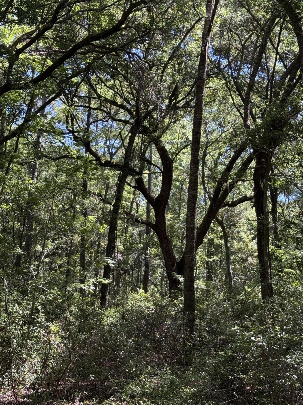 0 Gnarled Oaks Lane Photo 31