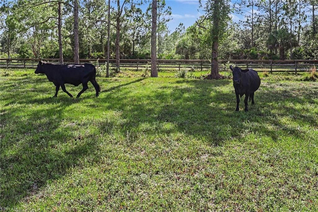 2291 Secretariat Dr, Labelle, FL 33935 Photo