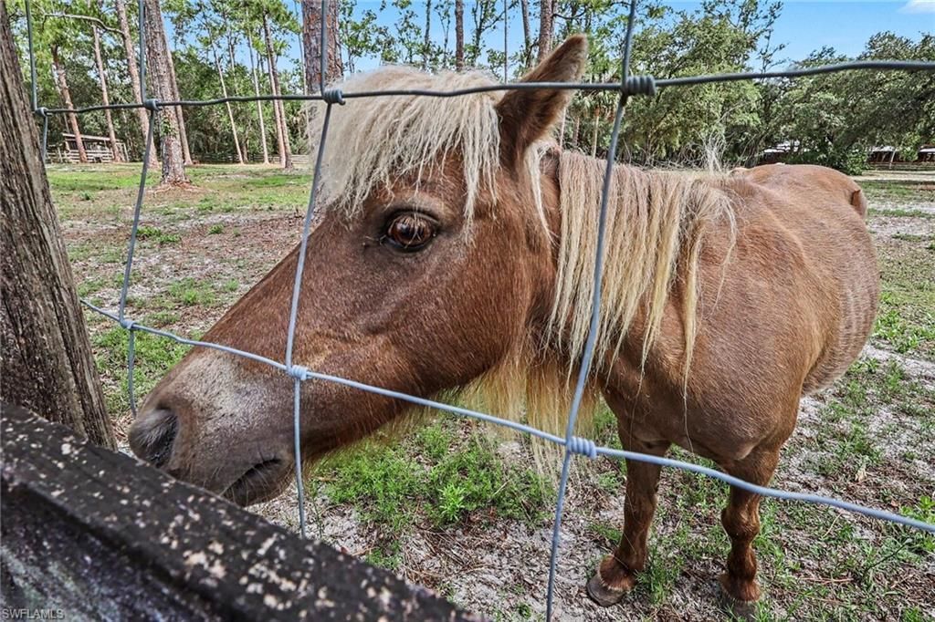 2291 Secretariat Dr, Labelle, FL 33935 Photo