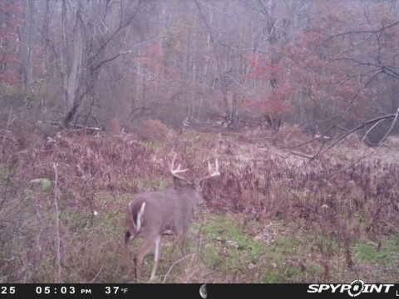 Buzzard Road , Wellsville, OH 43968 Photo 24