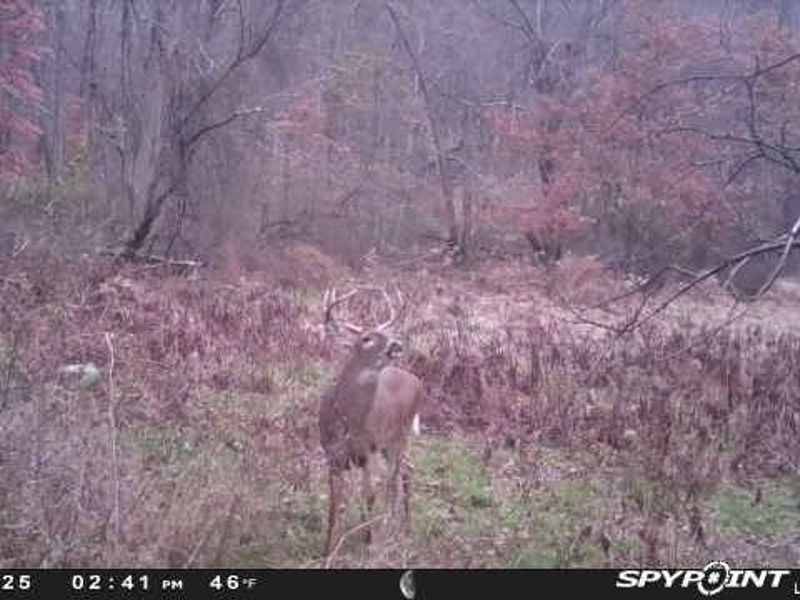 Buzzard Road , Wellsville, OH 43968 Photo 25