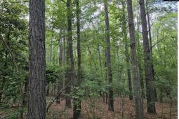 7 Acres Woodberry Lane  photo 4