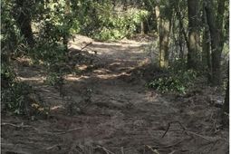 7 Acres Woodberry Lane  photo 4