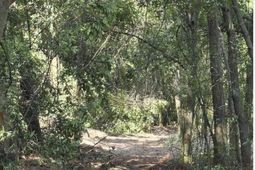 7 Acres Woodberry Lane  photo 4