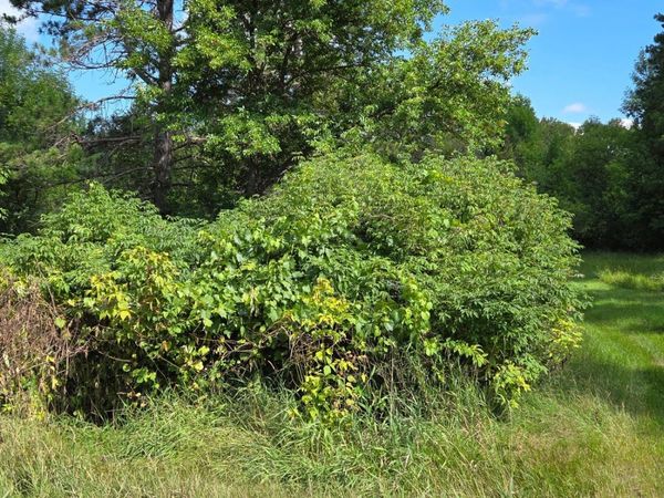 TBD Lot #3 Town Road 207 , International Falls, MN 56649