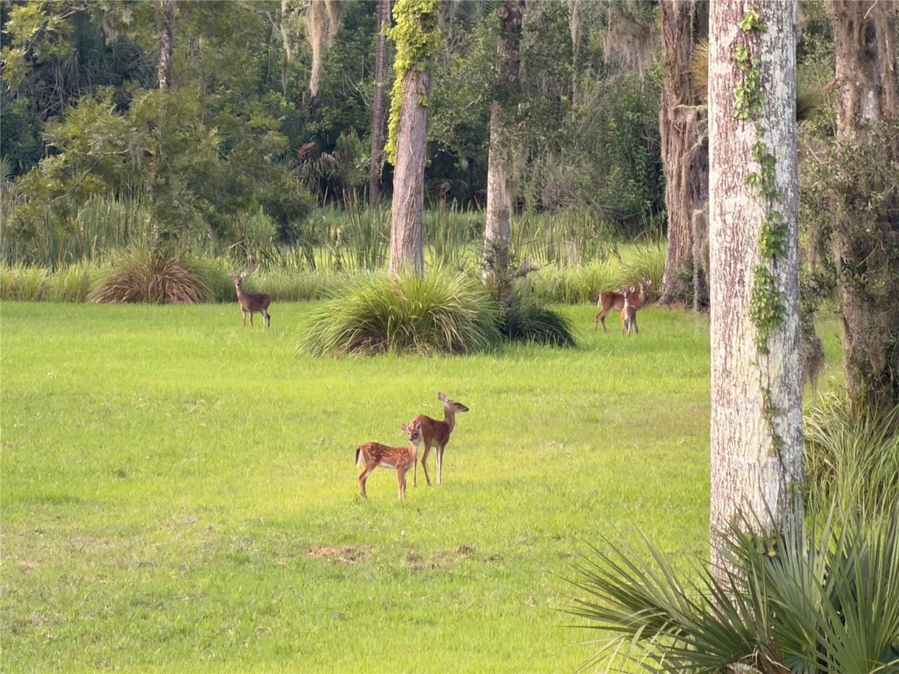 776 Maytown Road, Oak Hill, FL 32759 Photo
