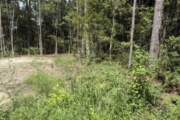 0 Mary Ellie Drive photo 4