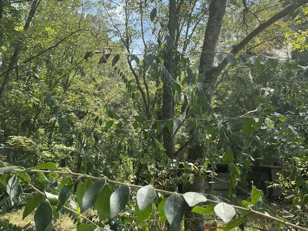 Craddieth Road, Steens, MS 39776