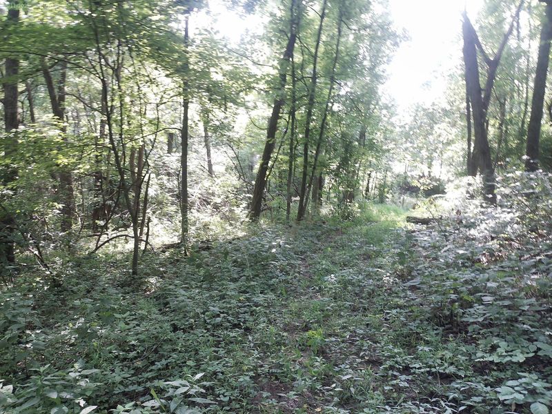 375 Moon Road, Williamstown, KY 41097 Photo 8