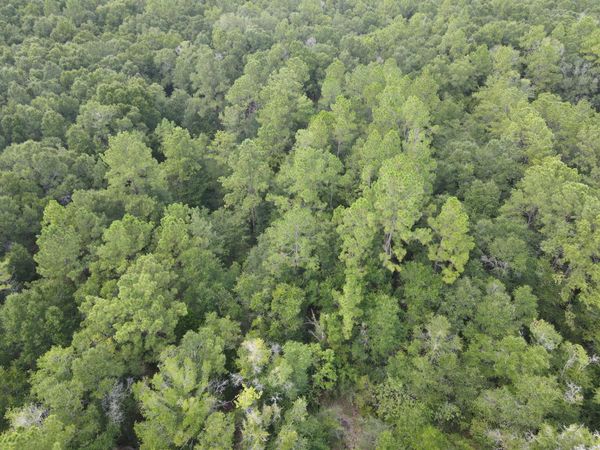 4.41 AC Summertime Drive, Holt, FL 32564