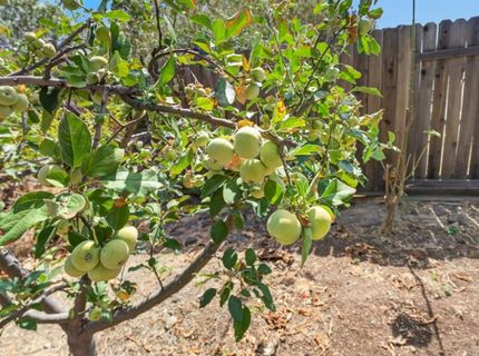 4061 Zumi Ct, Ione, CA 95640 Photo