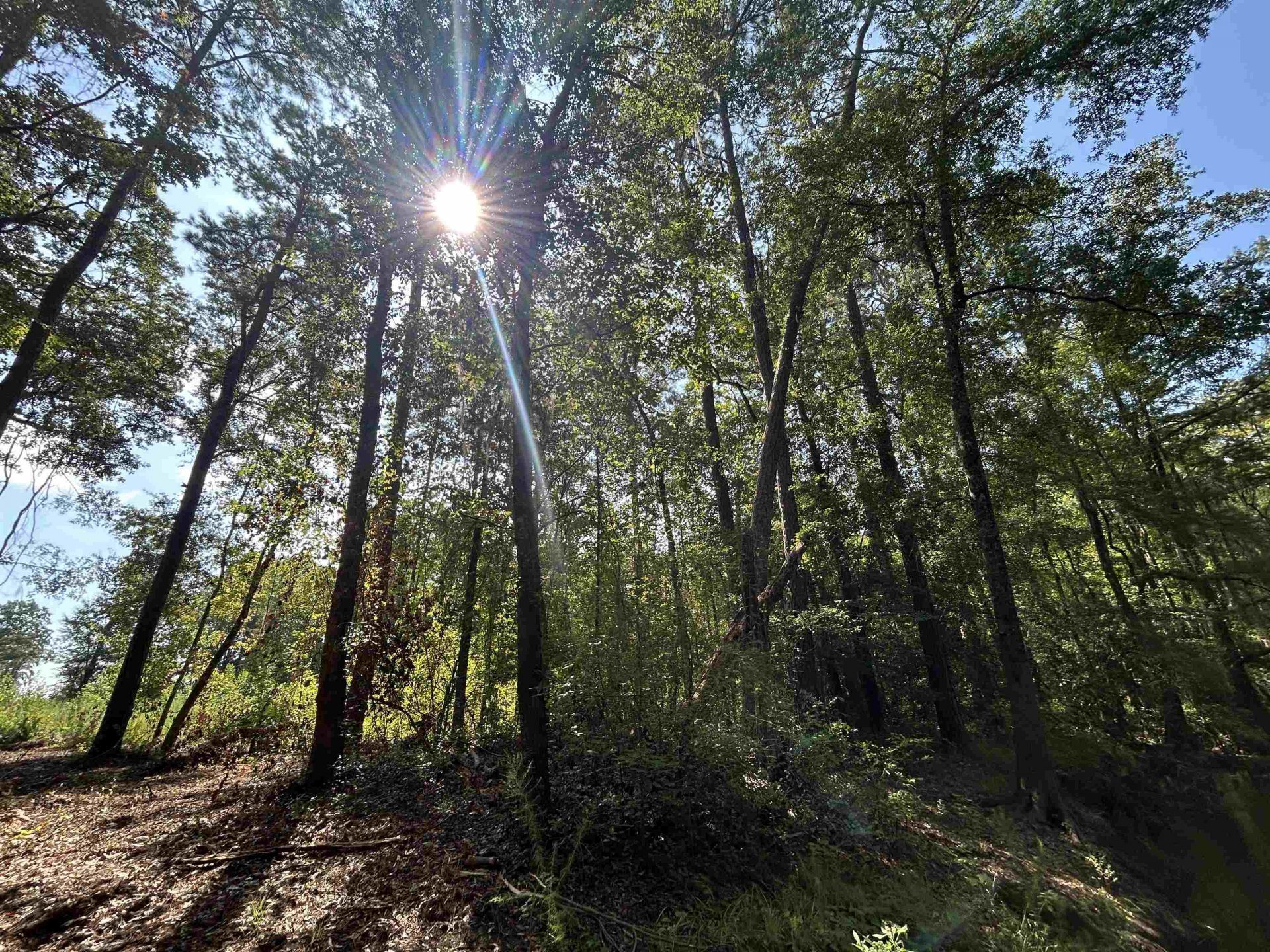 Tbd Mount Calvary Rd.  Photo 23