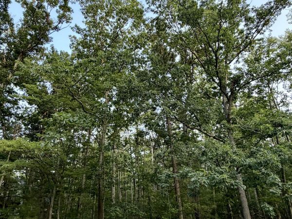 Lot #279 Nottingham Drive, Frederic, MI 49733