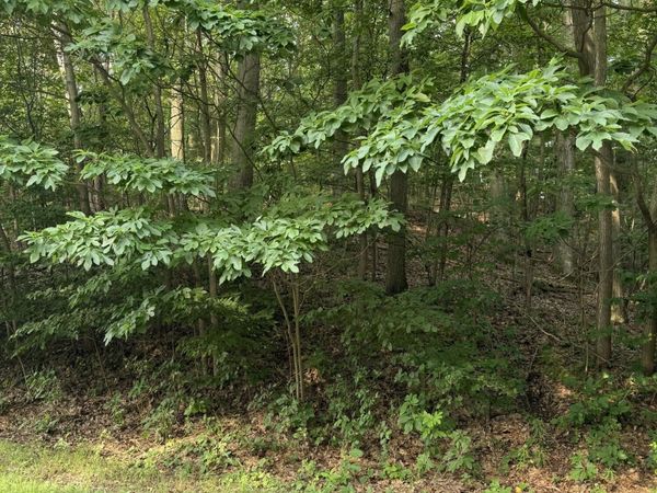 Wildwood Drive, West Olive, MI 49460