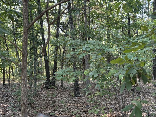 35377 County Road W-264 , Vanzant, MO 65768