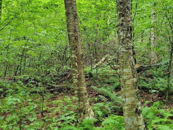 00 Heartwellville View Road, Unit 39, Readsboro, VT 05350