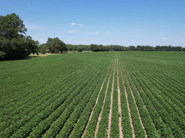 Lot 4 - Sumter Hwy., Kingstree, SC 29556