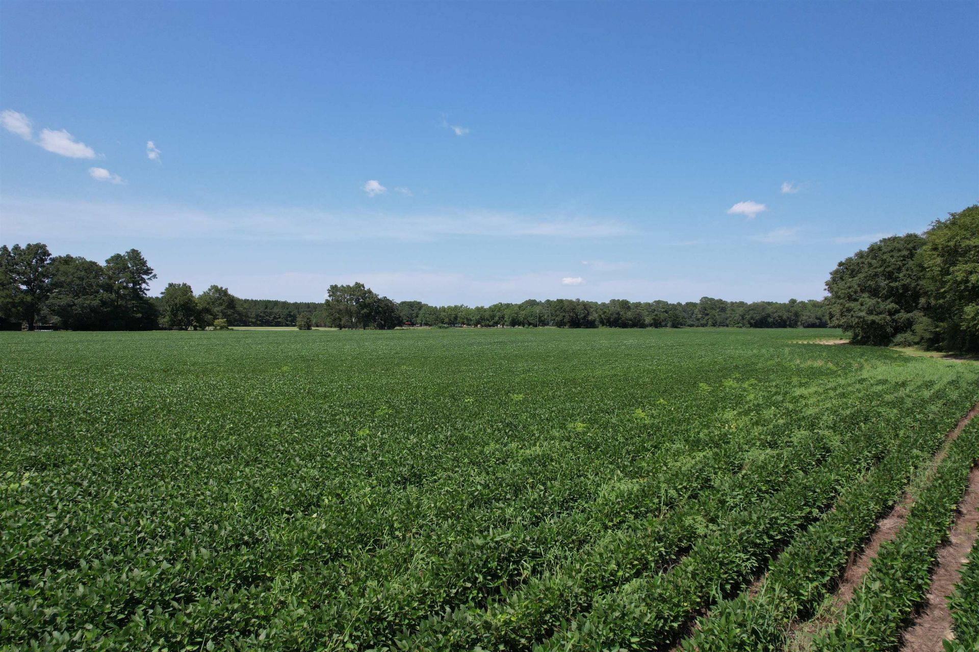 Lot 5 - Buck Strong Rd  Photo 5