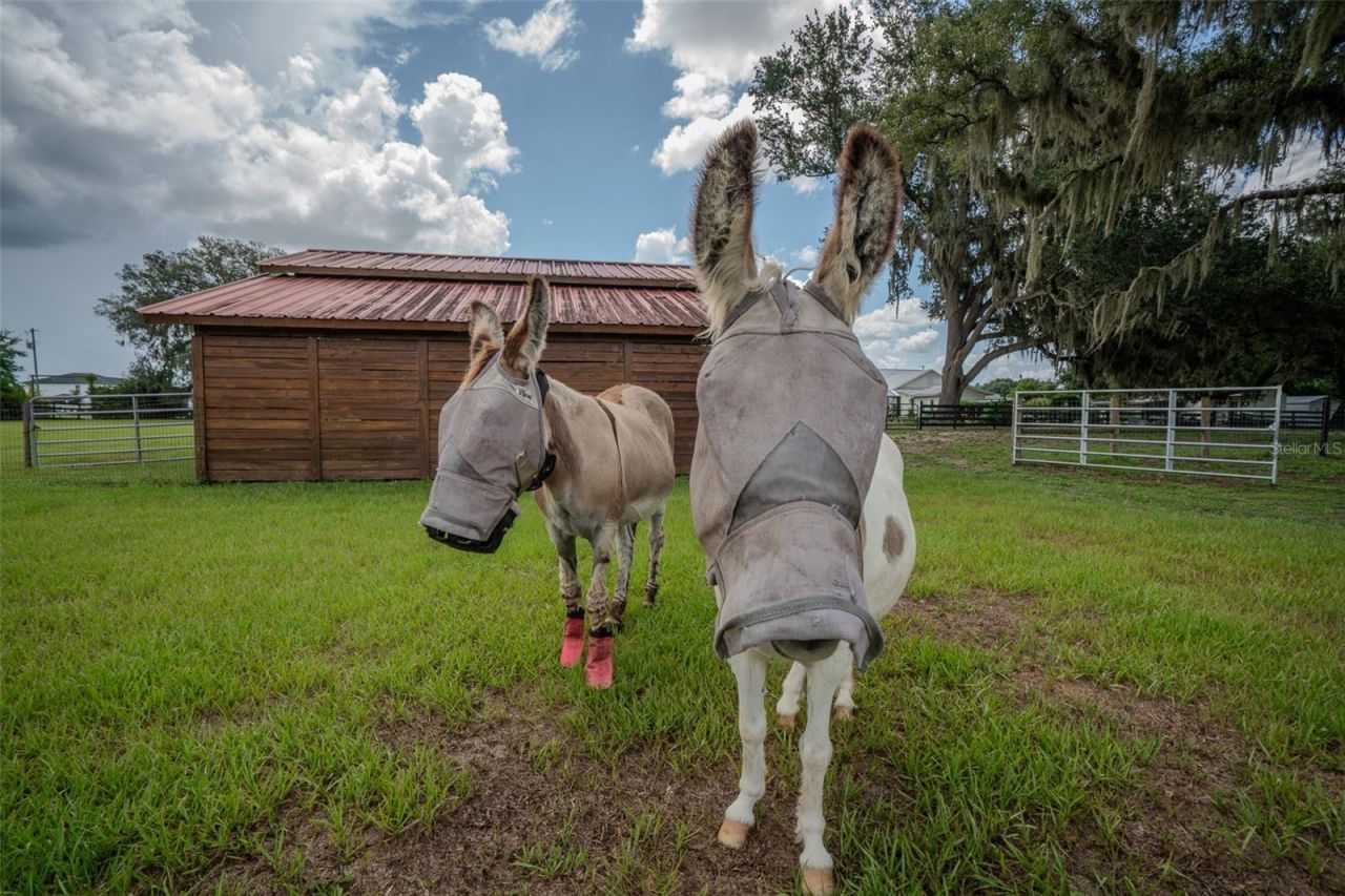 2242 Cr 543, Sumterville, FL 33585 Photo