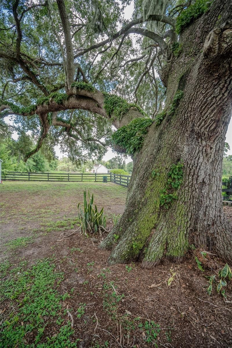 2242 Cr 543, Sumterville, FL 33585 Photo