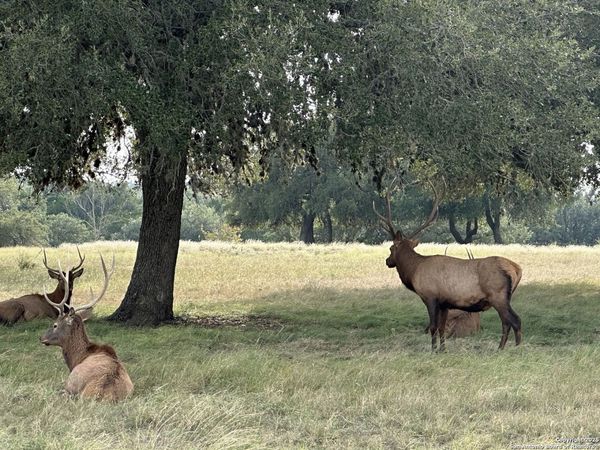TBD-LOT 42 Blackbuck, Pipe Creek, TX 78063