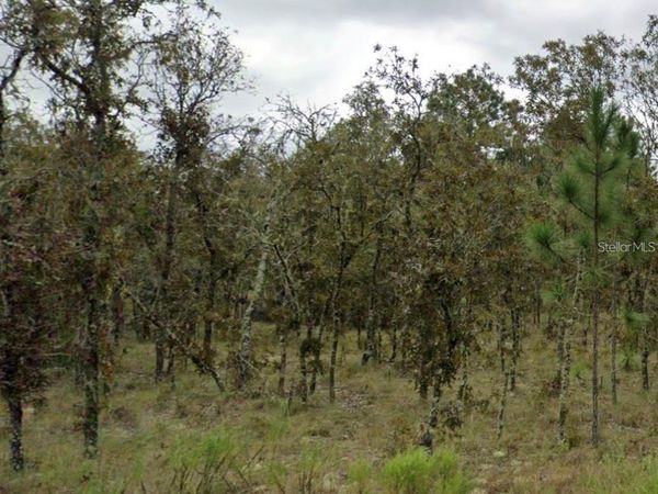 NE 11TH STREET , WILLISTON, FL 32696