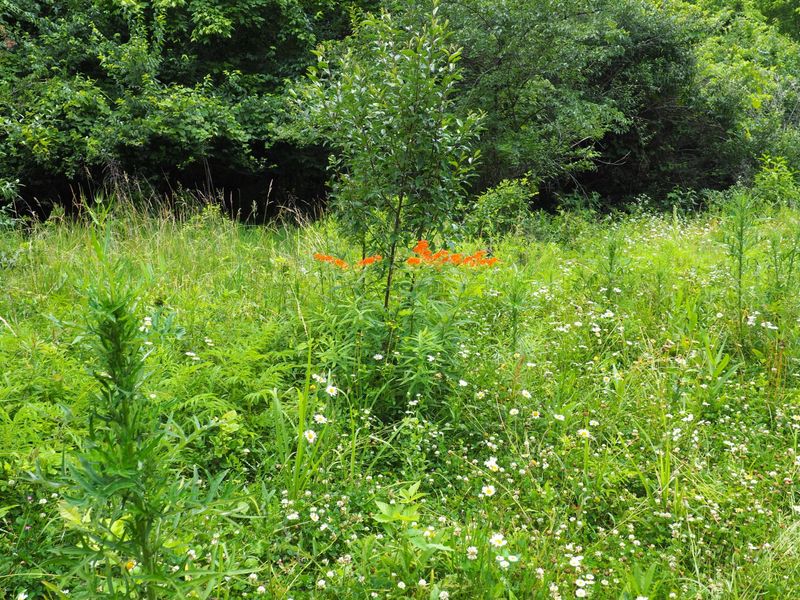 8185 Camp Ernst Road, Burlington, KY 41005 Photo 14