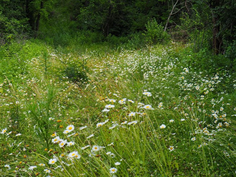 8185 Camp Ernst Road, Burlington, KY 41005 Photo 9