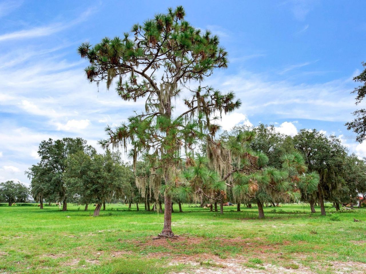 9111 Lake Buffum Road N, Fort Meade, FL 33841 Photo