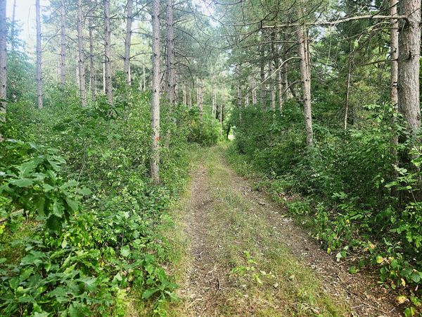 TBD 400th Street, Browerville, MN 56438