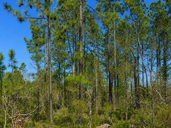 Trenton St, Interlachen, FL 32148
