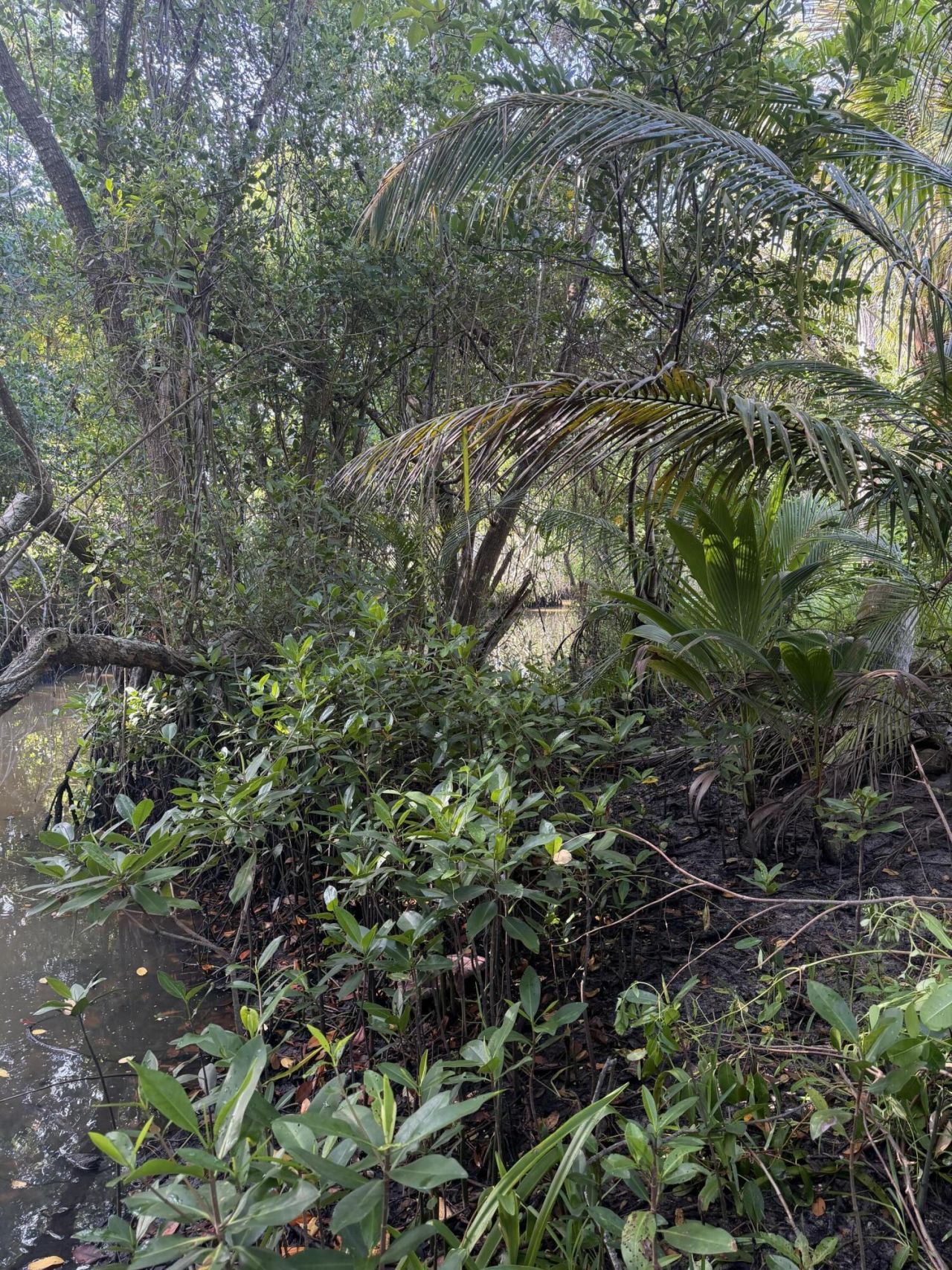 303 S Delaware Boulevard, Jupiter, FL 33458 Photo