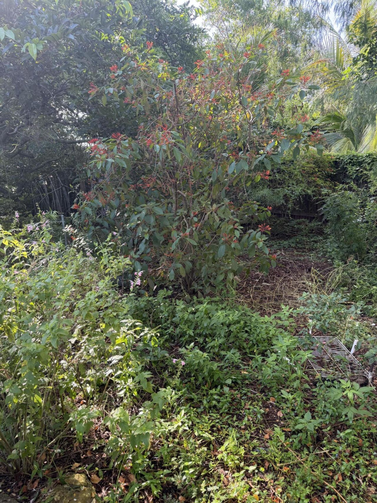 303 S Delaware Boulevard, Jupiter, FL 33458 Photo