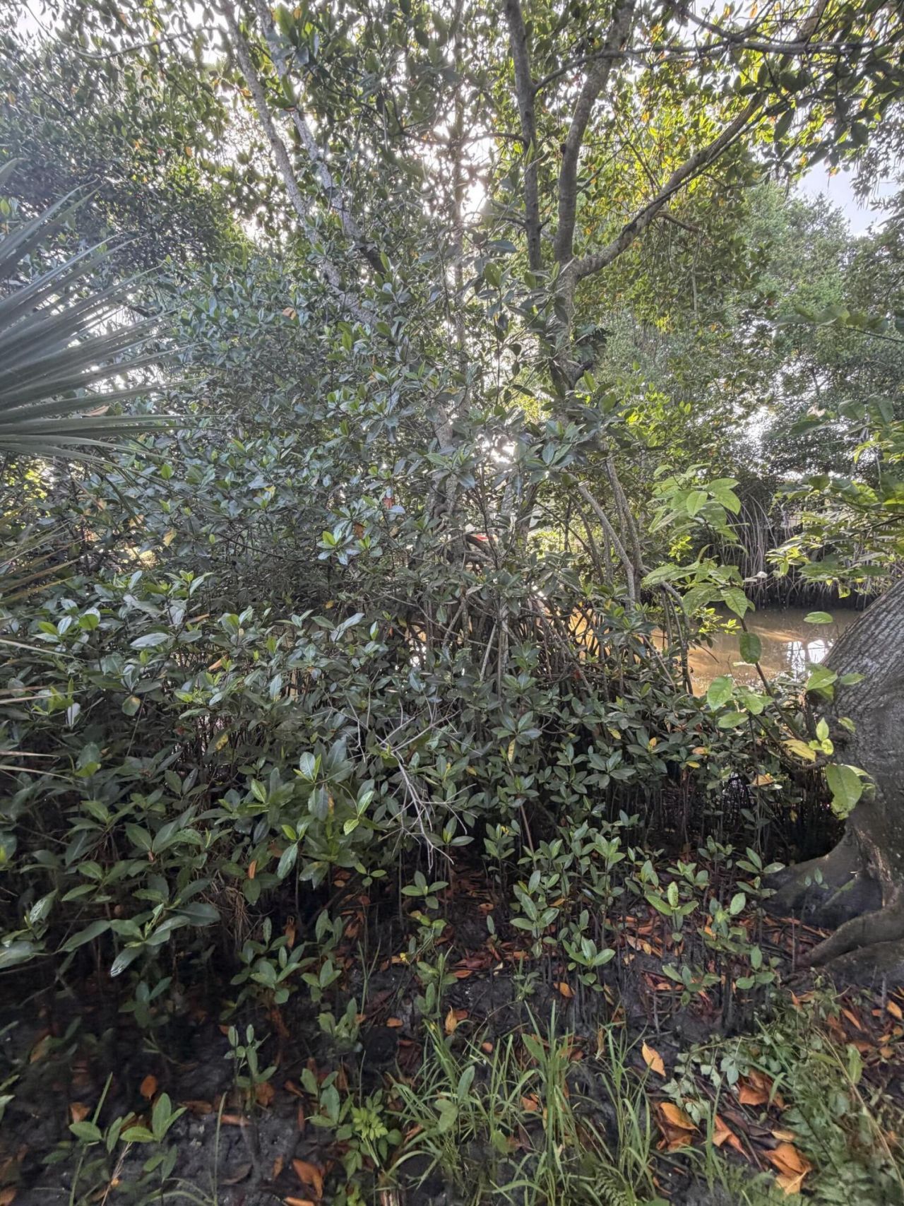 303 S Delaware Boulevard, Jupiter, FL 33458 Photo