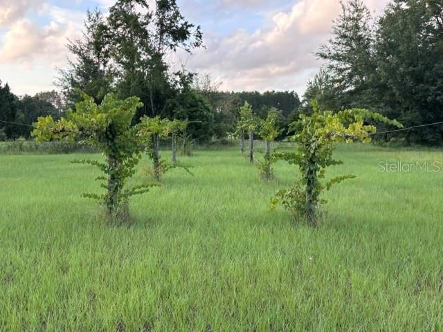 13270 NW 3rd Terrace , Trenton, FL 32693 Photo