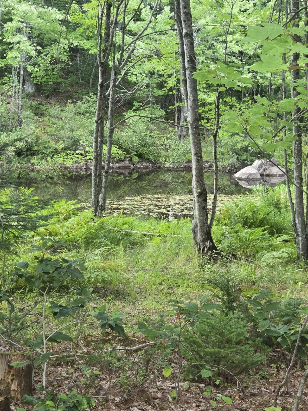 Lot12 River Road, Lot #Lot 12, Sumner, ME 04292 Main Photo