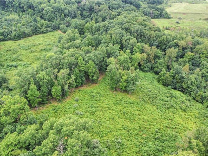 43998 Hammond School Road, Wellsville, OH 43968 Photo 2