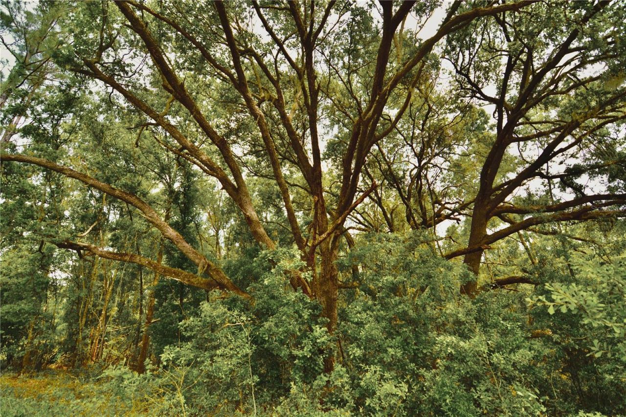00 99th Lane, Live Oak, FL 32060 Photo