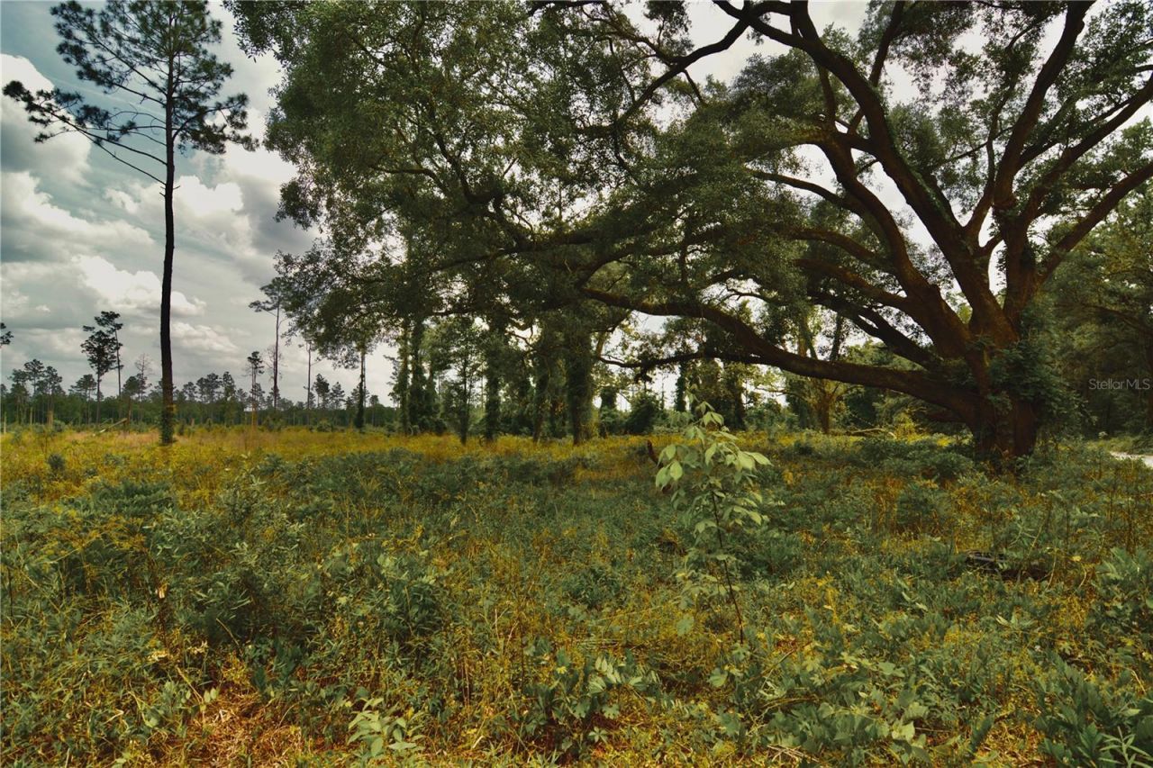 00 99th Lane, Live Oak, FL 32060 Photo