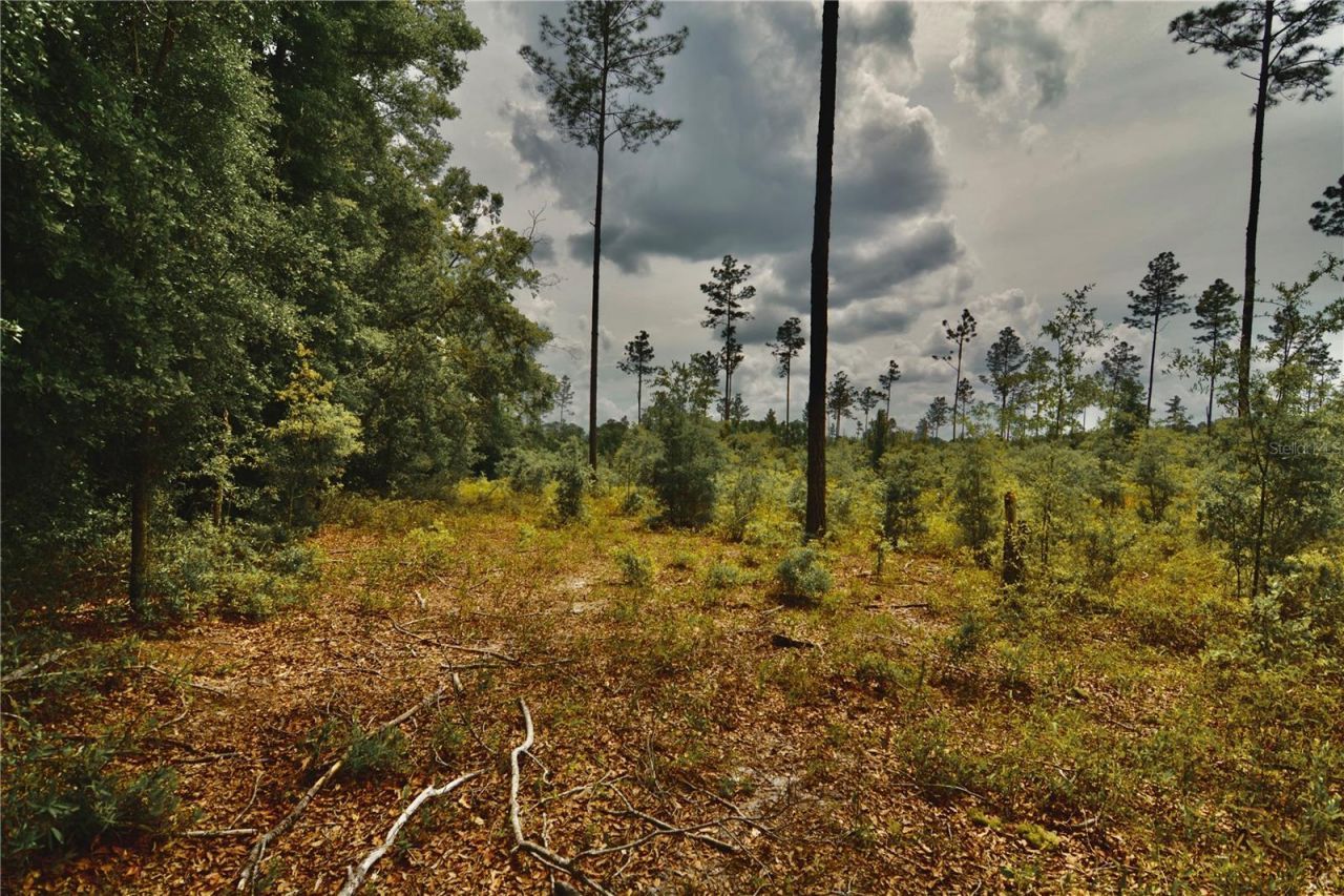 00 99th Lane, Live Oak, FL 32060 Photo
