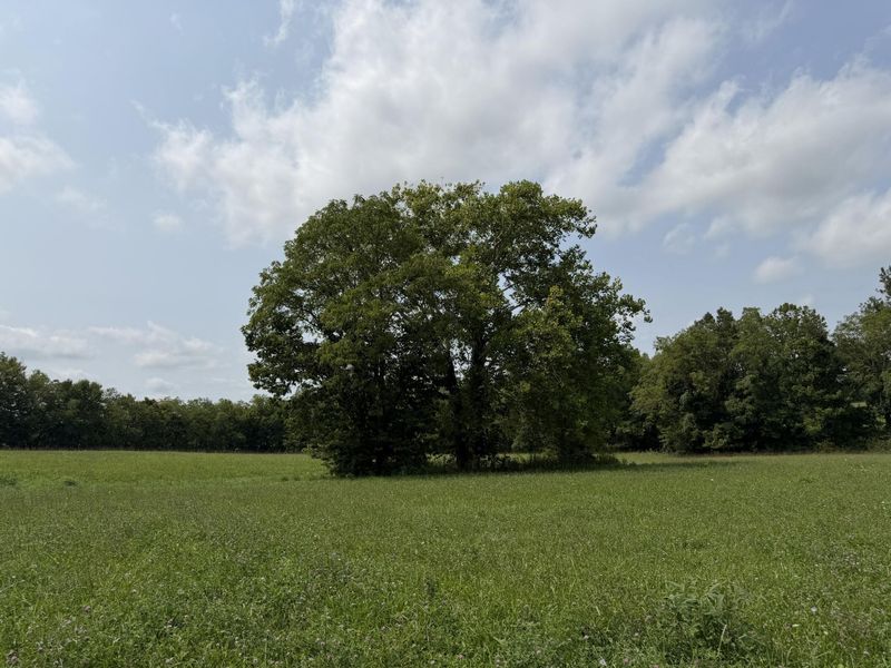 277 Robinson Road, Cynthiana, KY 41031 Photo 8
