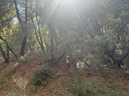 2750 Bedford Ave, Placerville, CA 95667 Photo