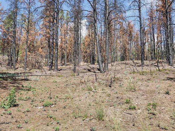 226 Windmill Place, Pagosa Springs, CO 81147