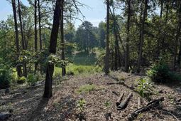 208 Crickentree Drive photo 4