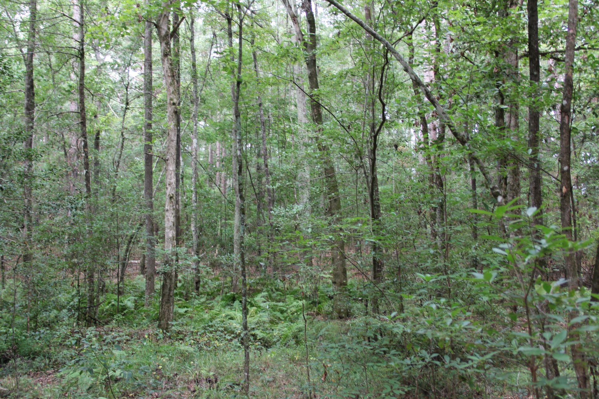 00 4 Holes Road Photo 27