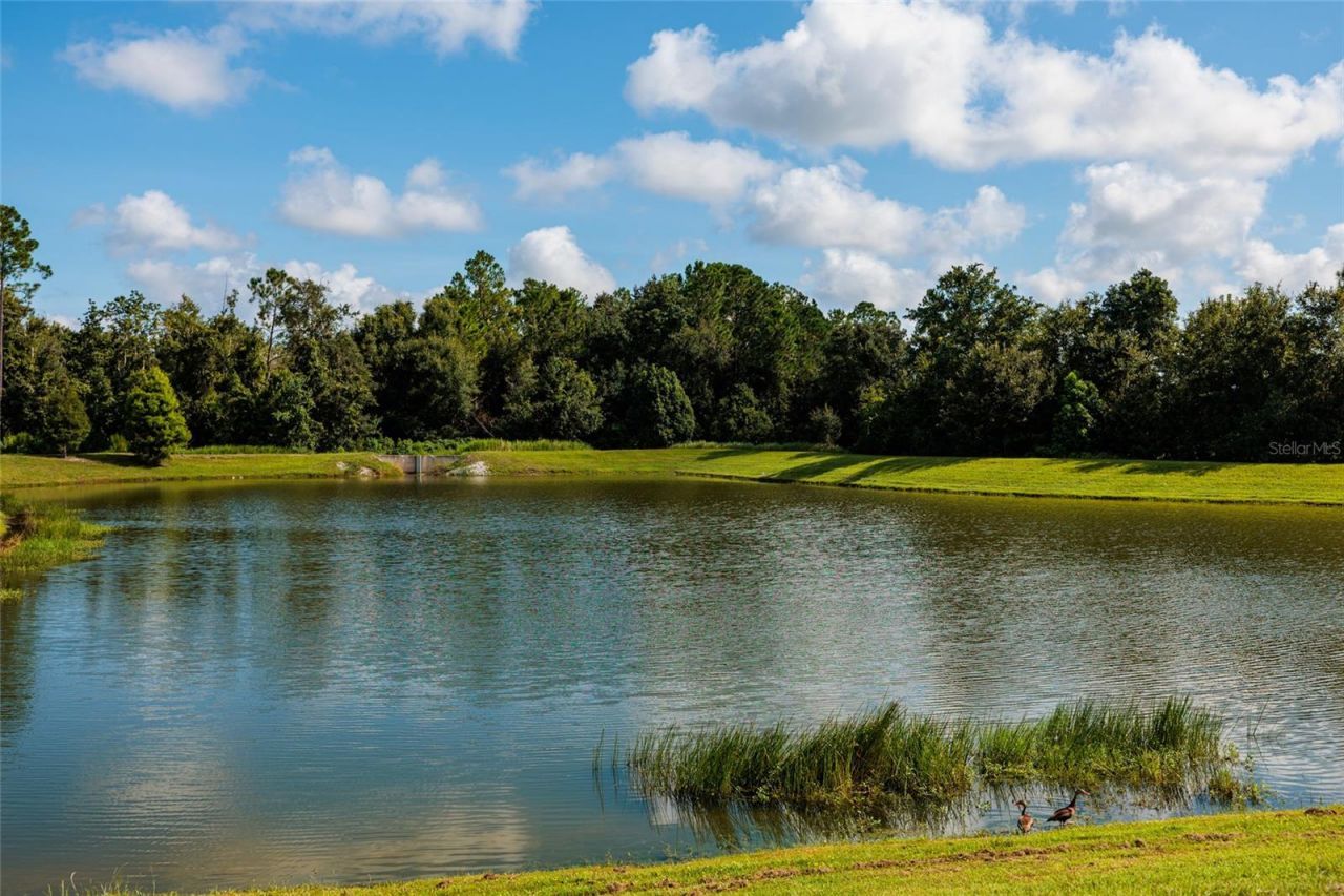 36077 Stable Wilk Avenue, Zephyrhills, FL 33541 Photo