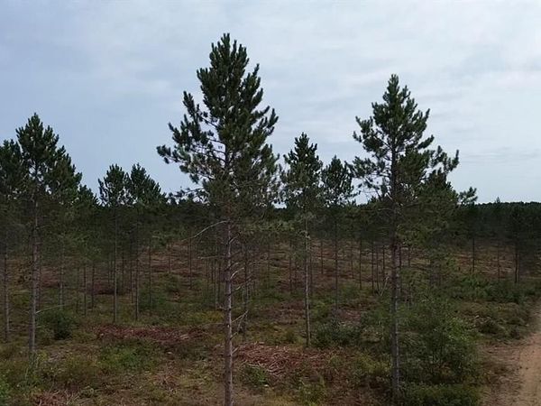 212X Ellison Lake Road, Barnes, WI 54873