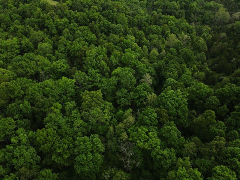 8275 KY-10, Falmouth, KY 41040 Photo 43